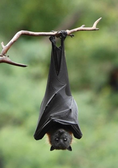 National Flying fox Forum Events Environment Institute 